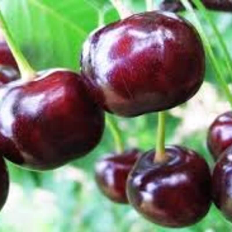 Вишня Уйфехертой фюртош