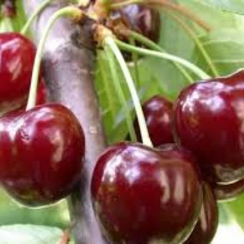 Черешня Валерий Чкалов