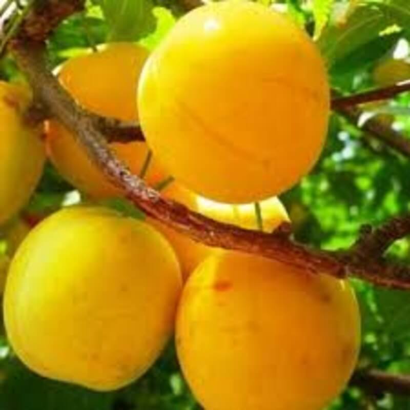 Слива Вашингтон