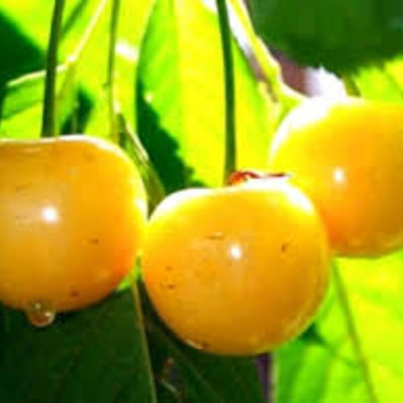 Черешня Янтарная