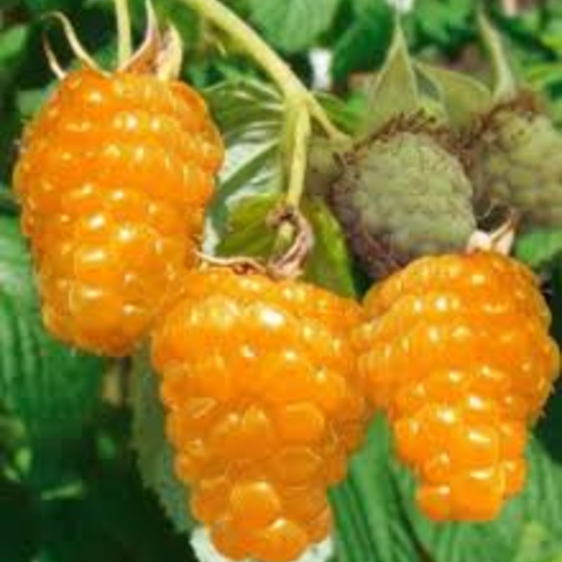 Малина Желтый гигант