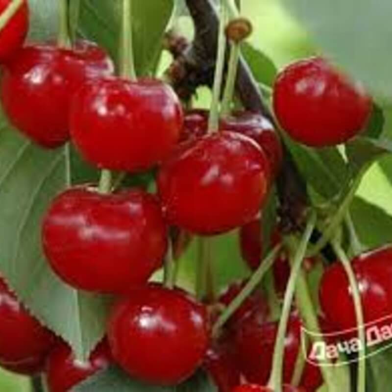 Вишня Живица