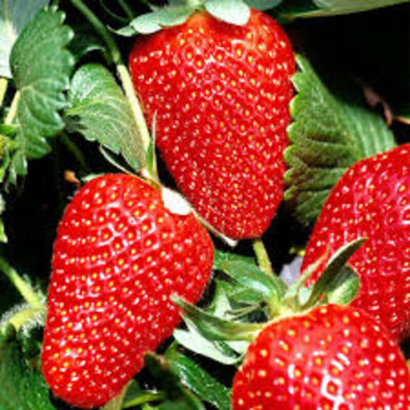 Клубника Сан Андреас