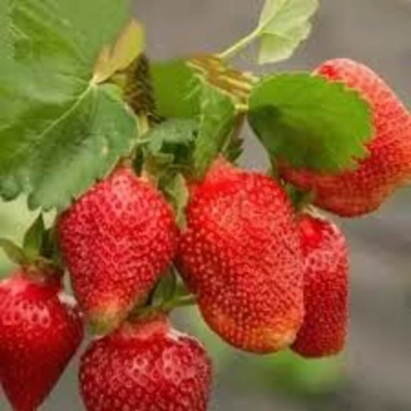 Клубника Азия