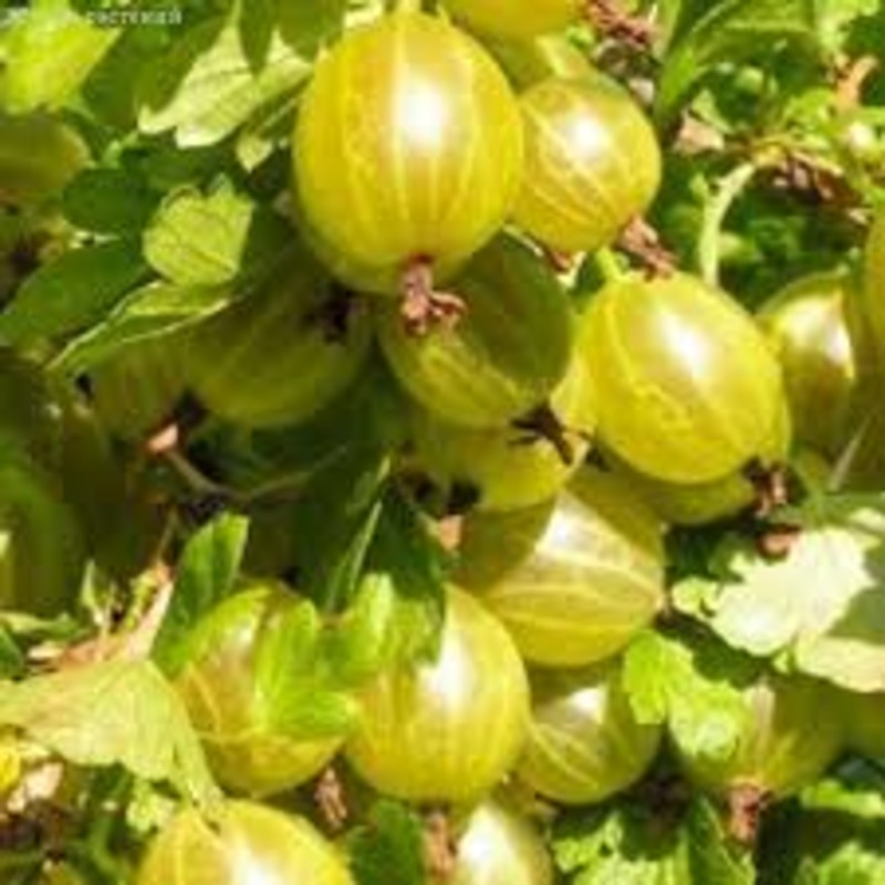 Крыжовник Белорусский сахарный