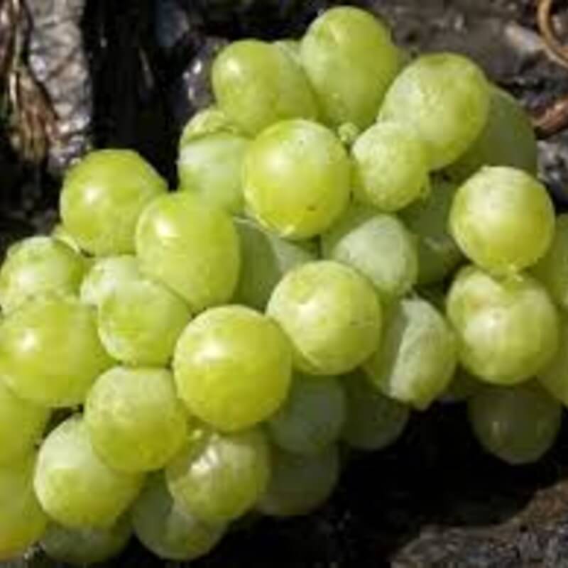 Виноград Орион