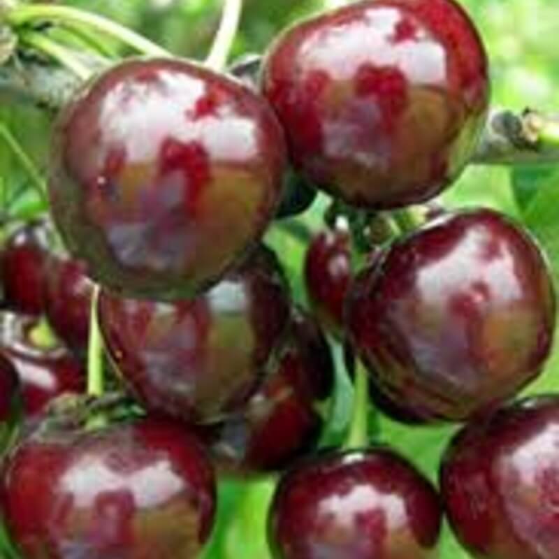 Вишня Ровесница