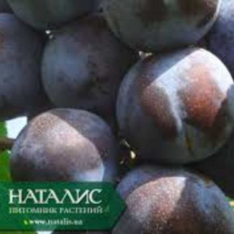 Слива Президент