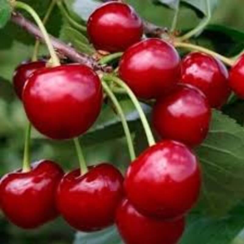 Вишня Вянок