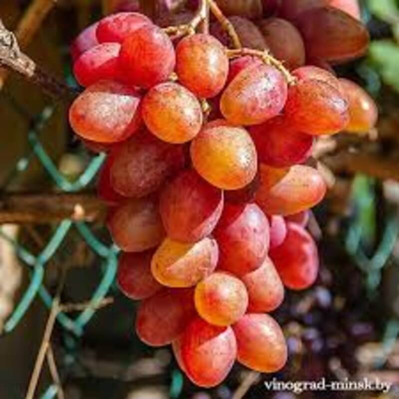 Виноград Аладдин
