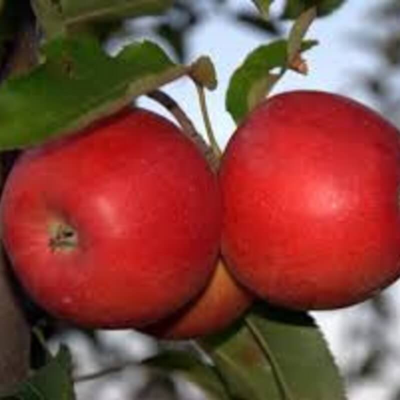 Глостер (Gloster)