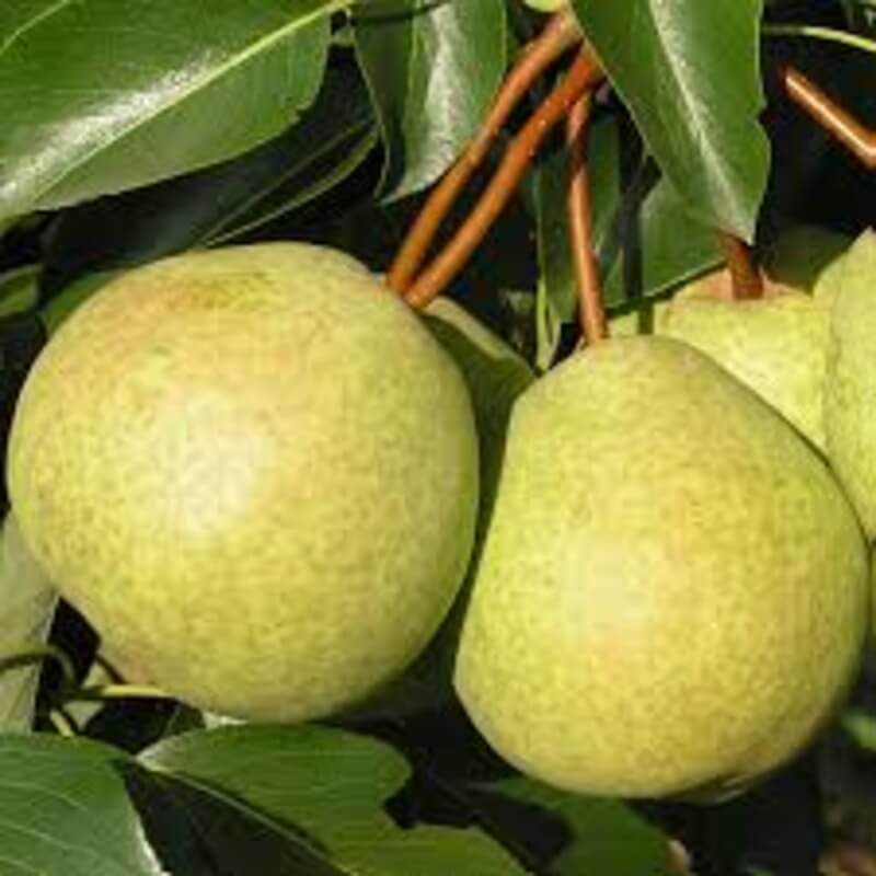 Десертная Россошанская