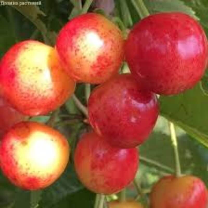 Черешня Соперница