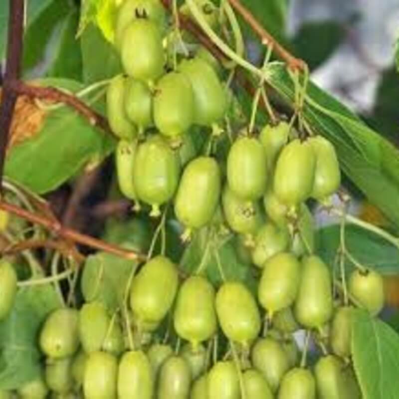 Актинидия Иссаи аргута