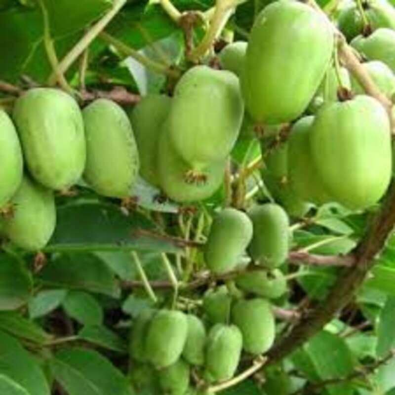 Актинидия Киевская аргута