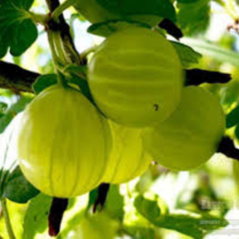 Крыжовник Берендей