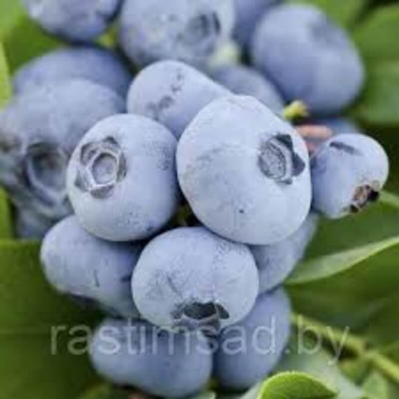 Голубика Элизабет Elizabeth