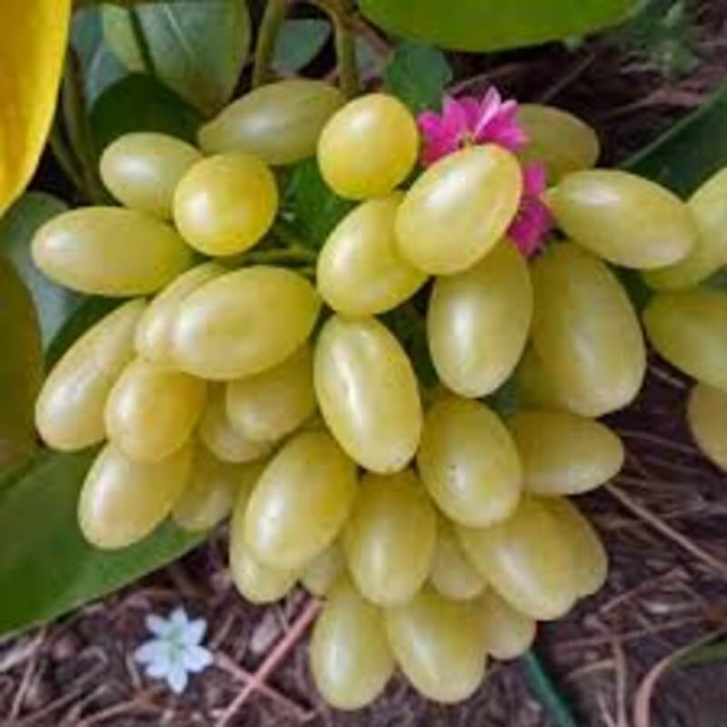 Виноград Лиепайский янтарь