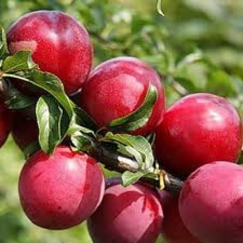 Слива Несмеяна