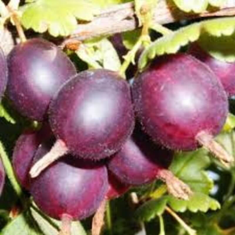 Крыжовник Северный капитан