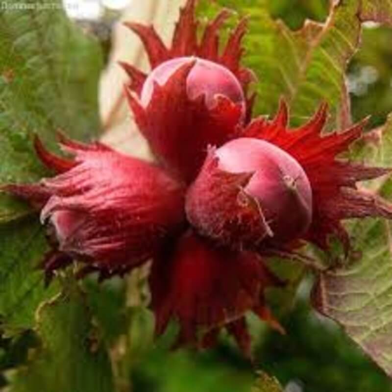 Фундук Сирена Sirena