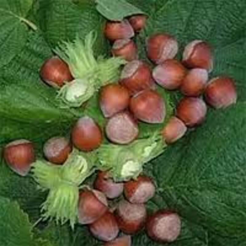 Фундук Трапезундский