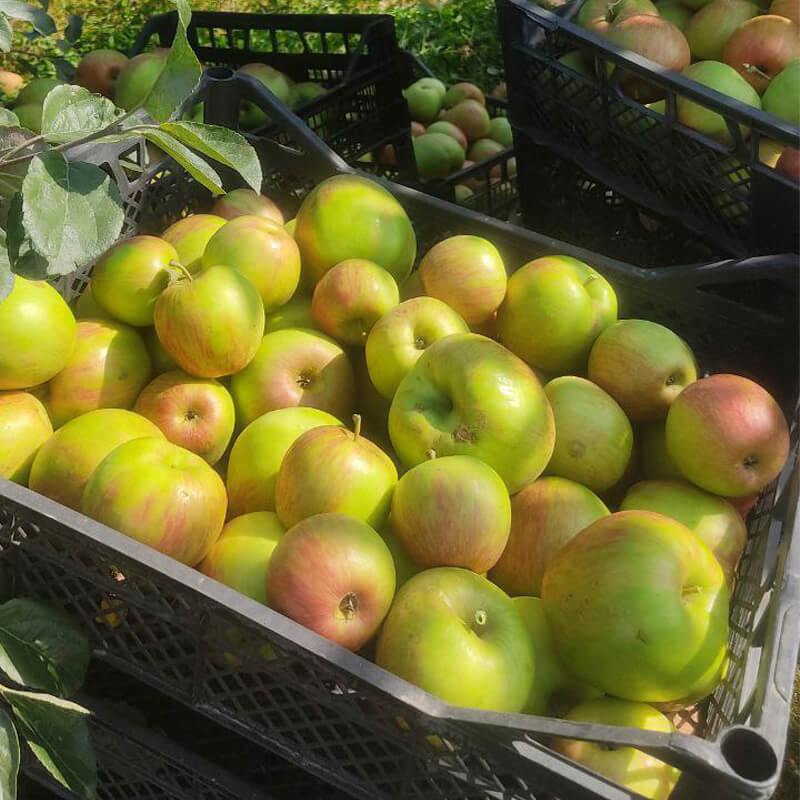 Яблоки с доставкой