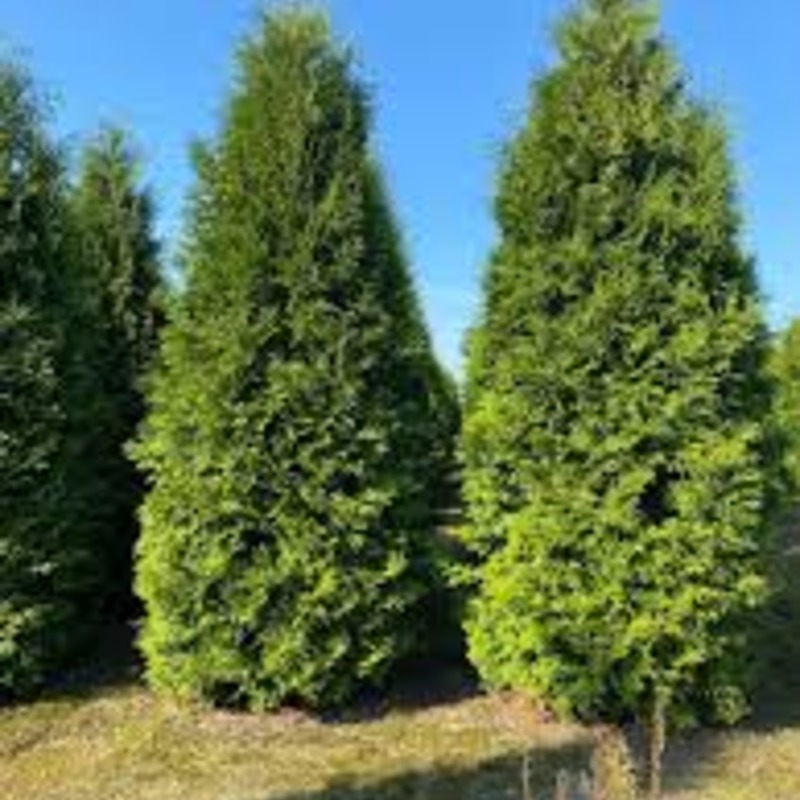 Туя Брабанд