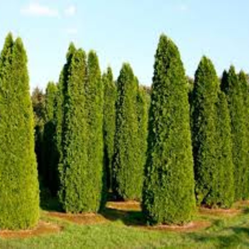 Туя Смарагд