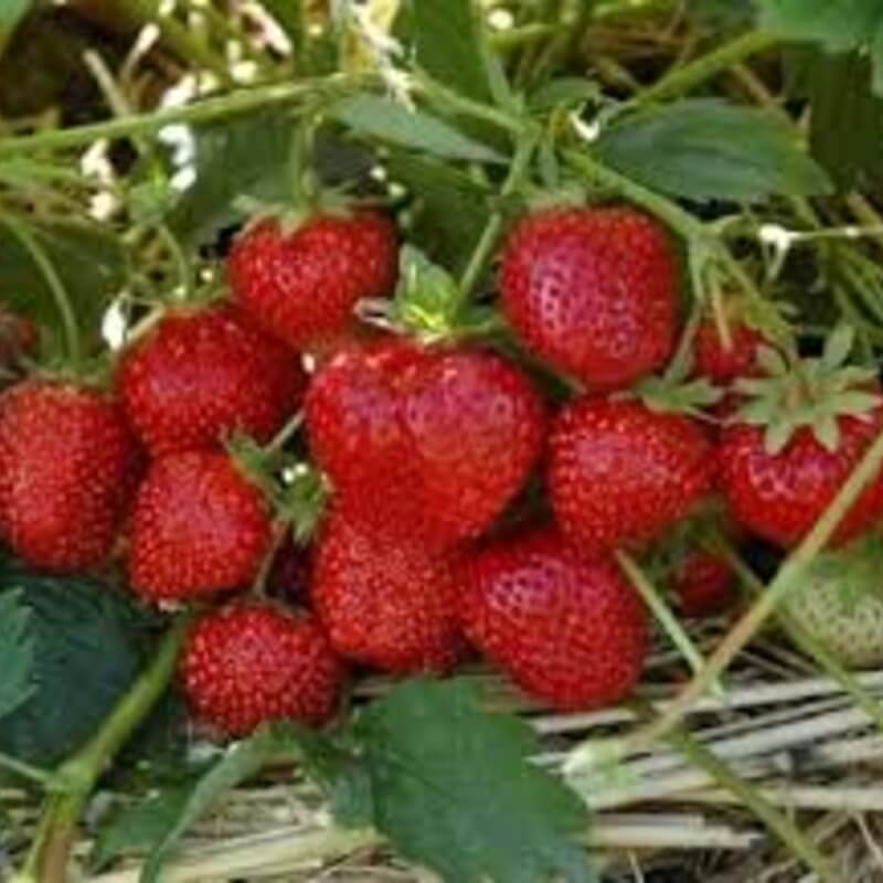 Клубника Лия сахарная