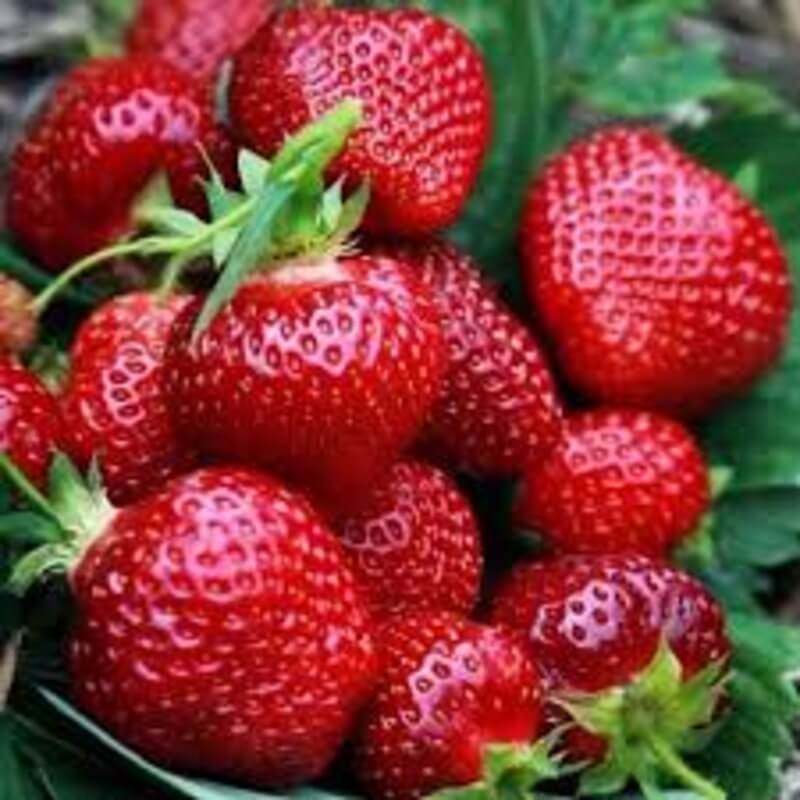 Клубника Прими