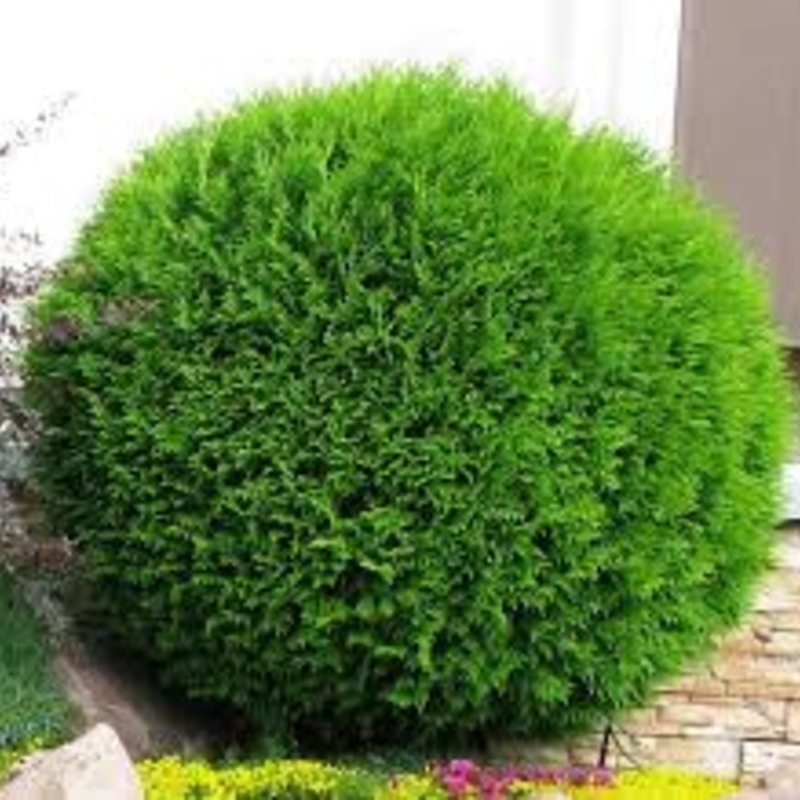 Туя западная Хозери