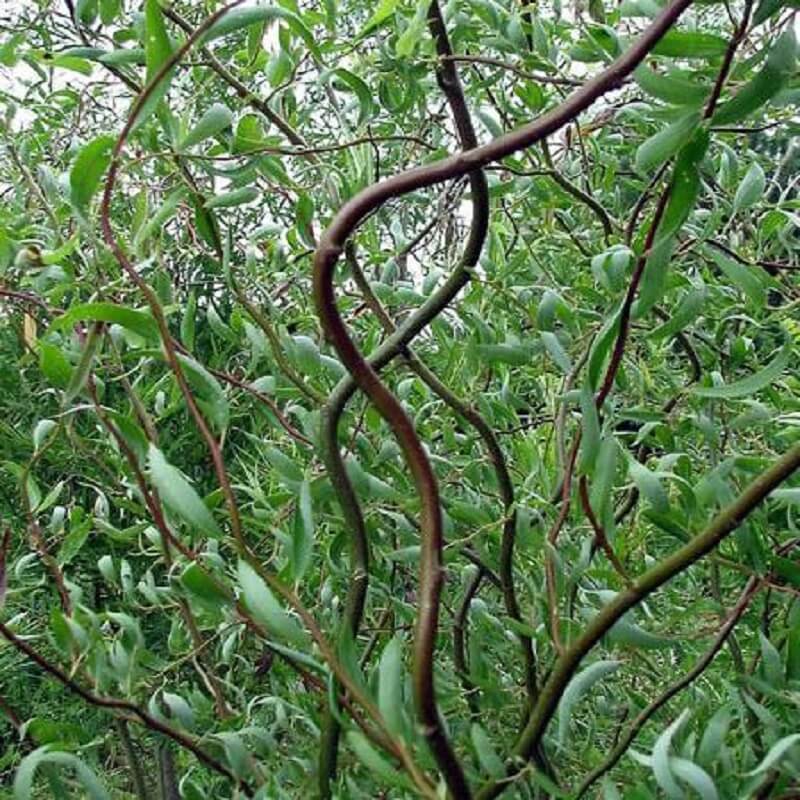 ива вавилонская тортуза