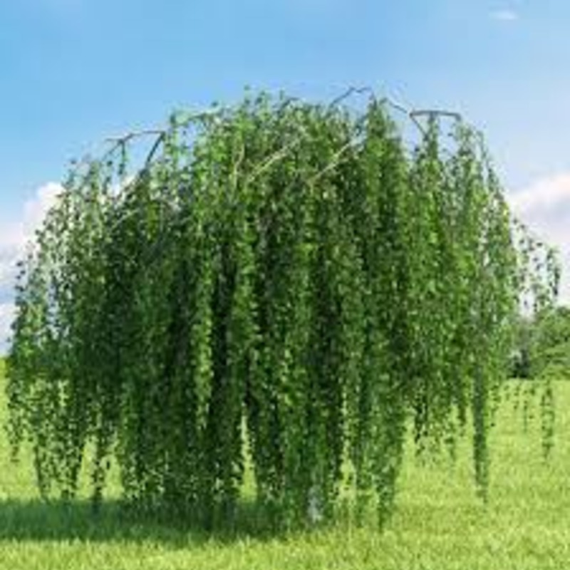 Берёза повислая Юнги