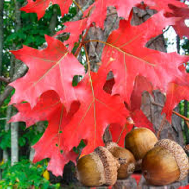 Дуб красный