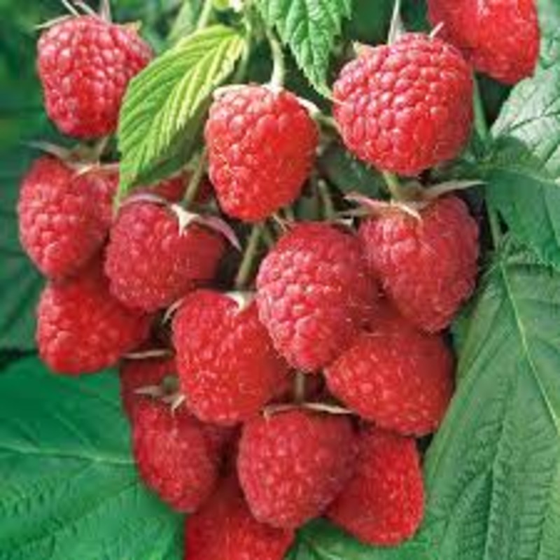 Малина ХимбоТоп