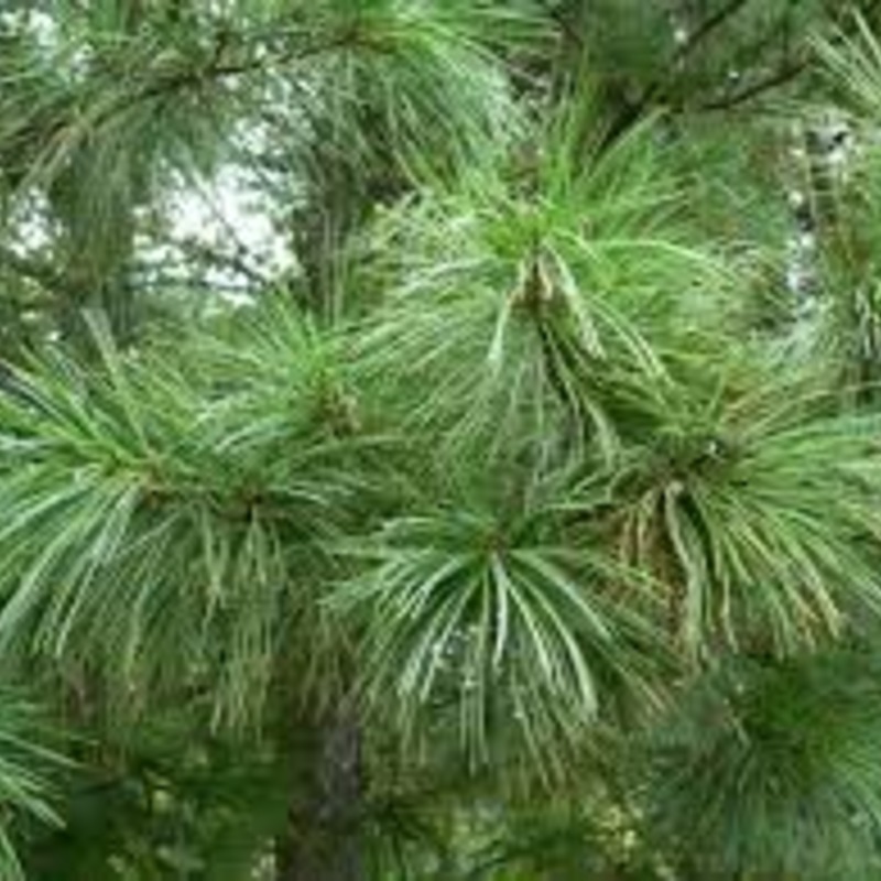 Кедр корейский