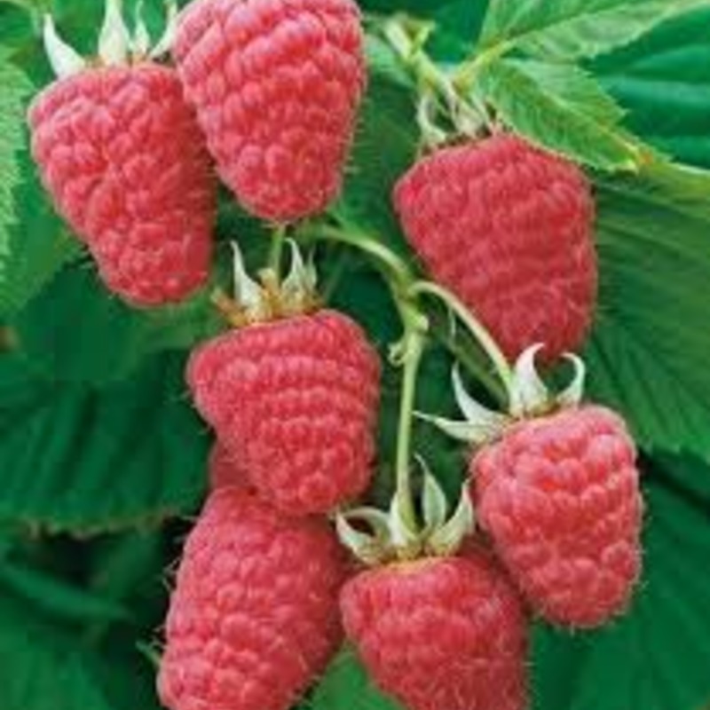 Малина Лячка