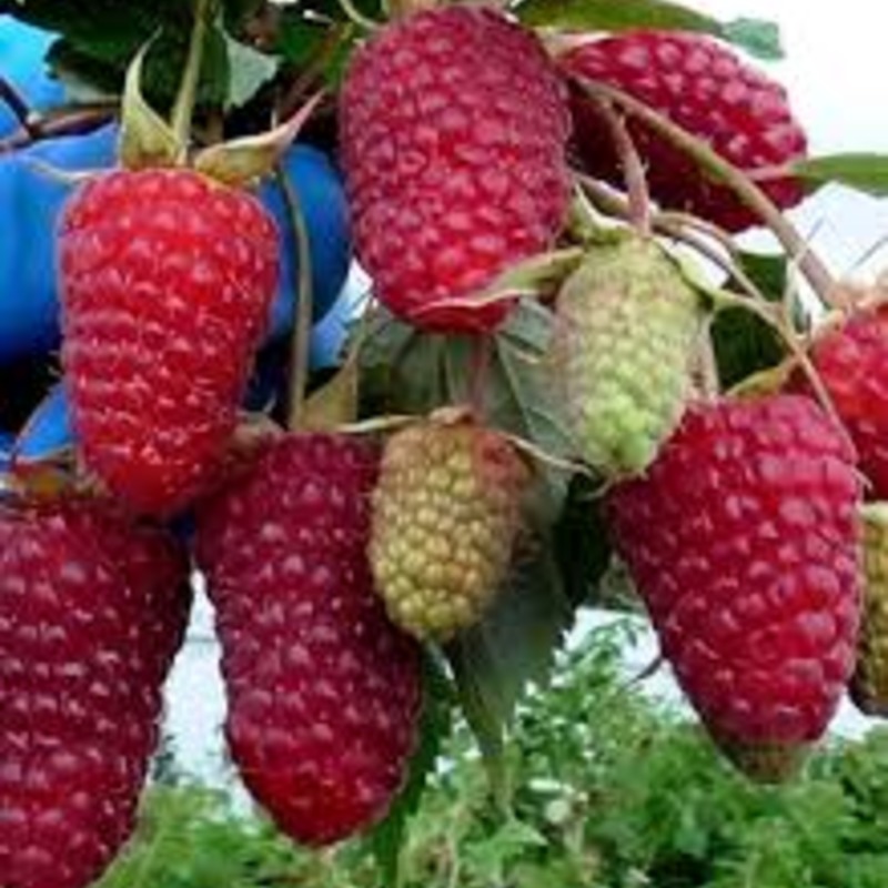 Малина Пшехиба