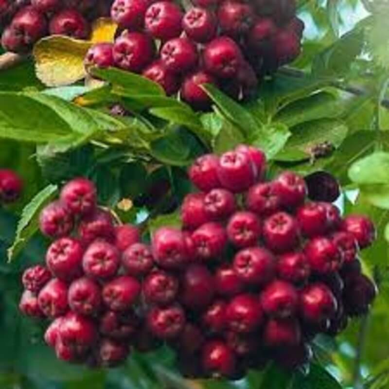 Рябина гранатная