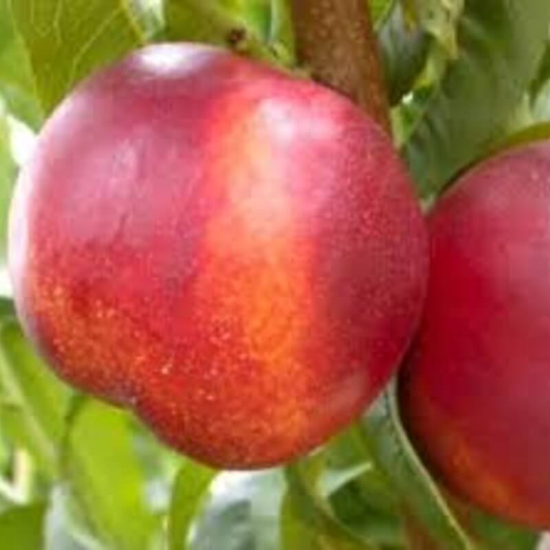 Нектарин Фантазия