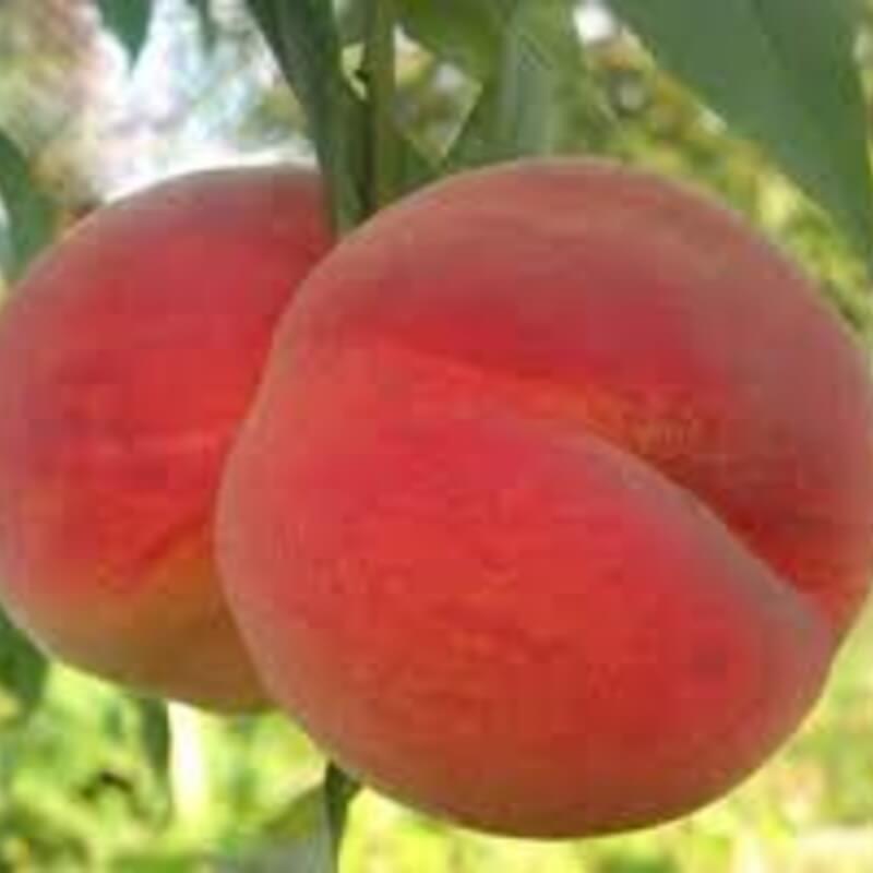 Персик Ред Хевен