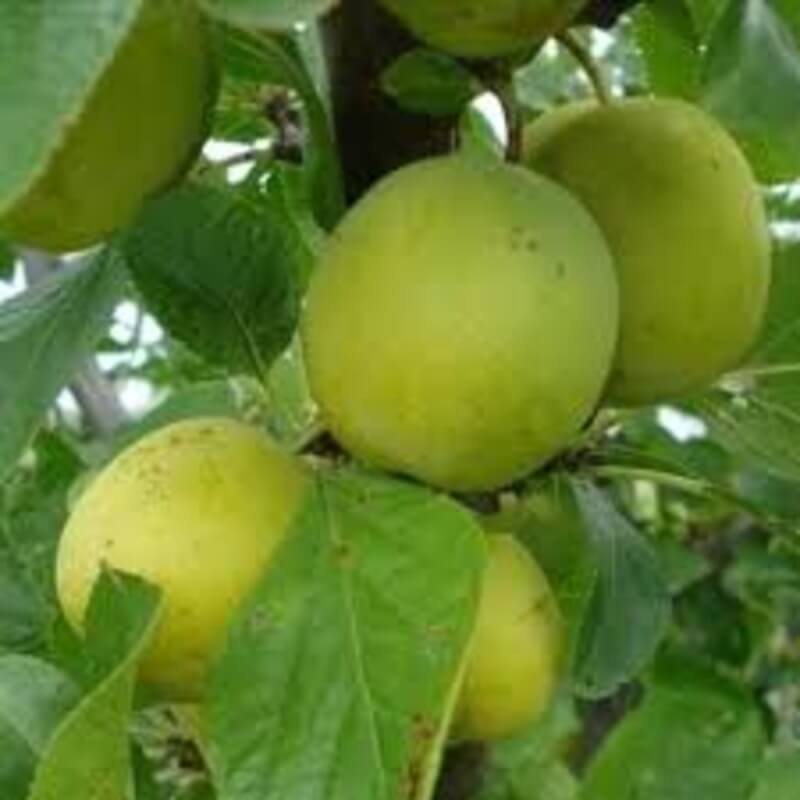 Слива Онтарио