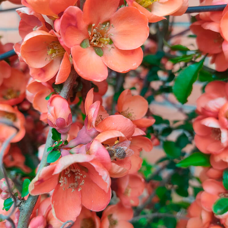 Хеномелес японский