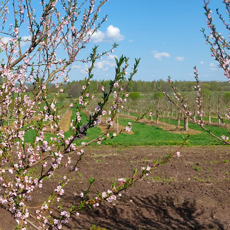 Каталог саженцев плодовых