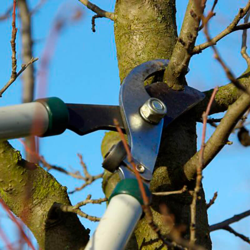 14 марта мастер-класс по обрезке